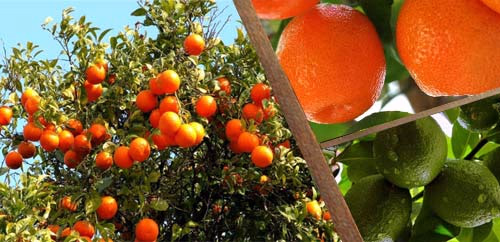 Citrus fruits