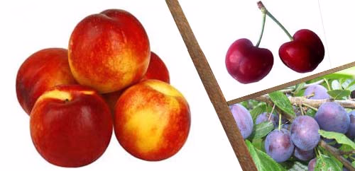 Stone fruits
